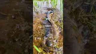 Dieser Fisch Ist Unmöglich Zu Fangen, Außer Z Mit Einem Trick🤯🐟