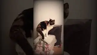 Cat hunts, kills and eats a Fly 😱