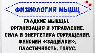 Физиология гладких мышц. Управление. Сила,энергетика сокращения,феномен «защёлки»,пластичность,тонус