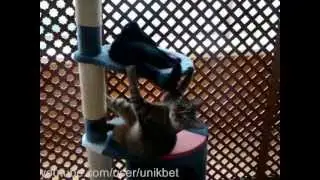 Самое прикольное видео Кот играет с кошкой cats game.
