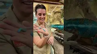 Chameleon Vs Worm😳 