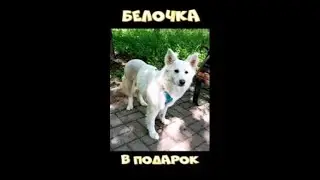Берите Белочку в надежные руки