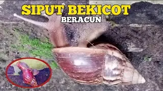SIPUT LIAR BEKICOT