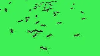 #greenscreen