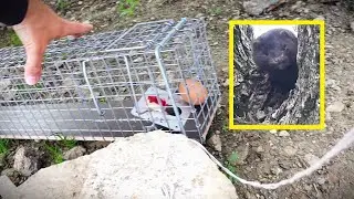 How to get rid of a ferret or marten. Not for the faint of heart.