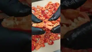 Самый острый перец в мире Carolina Reaper - Сбор 2024 года! #carolinareaper #hotpepper #spicy #hot