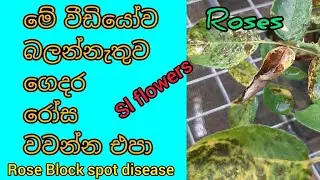 How to control Rose black spot disease | රෝස ලෙඩ හොදකරන දිලිර නාශක | Rosa wagawa in Sinhala