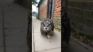 Owl Runs Like a Man
