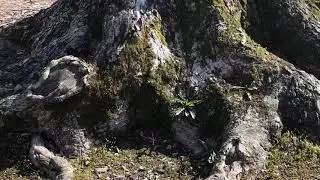 ASMR Nature Sounds Natural Water Falls Sound | soothing relaxing sounds | sounds to meditate