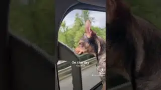 Rosemary Goes on a Ride #shorts #puppy #pets #dachshund #dogmom #dachshundmom