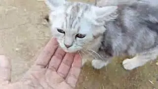 kucing lucu tuan muda minta dimanja