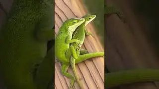 Ящерицы на отдыхе