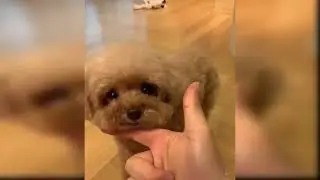 fany dog 🐶🐶🐕🐕🐶 fanny inamals 🐕#short