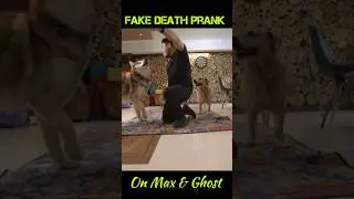 Fake death prank on Ghost and Max 🥲🥲🥲🥲