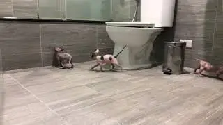 加拿大無毛貓