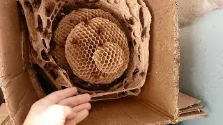 Гнездо Шершней на Балконе ,16 Сентября 2023 г