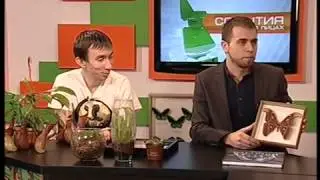Живые бабочки. Тропические бабочки