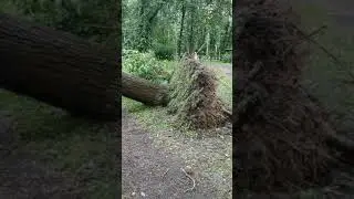 Ураган в Подмосковье 28 июня 2021 