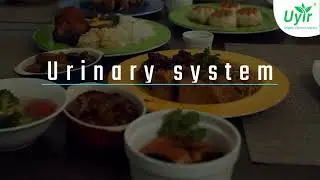 Secrets about the Urinary system you should be aware of!