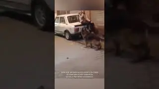 The best way to escape from a dog 😂❤️