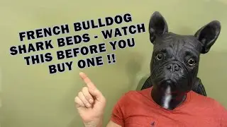 French Bulldog Shark Bed | Watch This Before You Buy One
