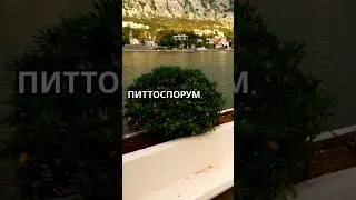Растение - резинка: как питтоспорум - тянется к свету. #растения #садоводство #комнатныерастения