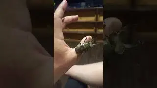 жук олень.        валера