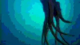A.A.A.P. - FNDMNTL