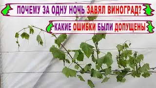 🍇 Внезапно ЗАВЯЛ ВИНОГРАД! Что случилось? Новая БОЛЕЗНЬ? Что привело к гибели побегов?