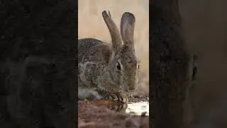Cute Rabbit Drinks Water from Pond - Heartwarming Wildlife Moment #rabbit #cuteanimals #bunny