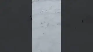 Зимой Таджикистан На охоту