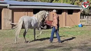 Caballo El Huracán  - Una Pequeña demostración 10/19/2024
