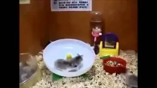 Невозможно смешные хомяки! Прожорливый хомяк. Хомяки на карусели.