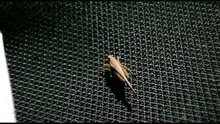 Brown Grasshopper