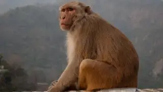 Unbelievable Monkeys in Rishikesh, North India