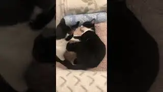 Я здесь сплю