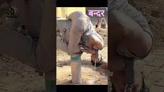 अगर इंसान monkey🙊🐒 होता  तो #shorts #monkey