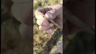 Металлоискатели в Казахстане, Алматы.
