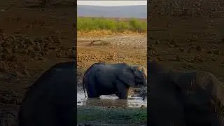 Elephant mud bath 