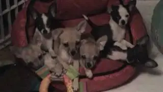 Pile Of Sleepy Puppies