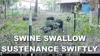 How Much Do Pigs Eat