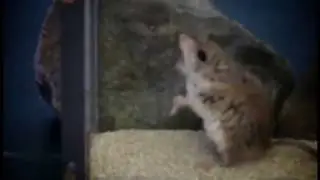 Do not be fooled by its cuteness