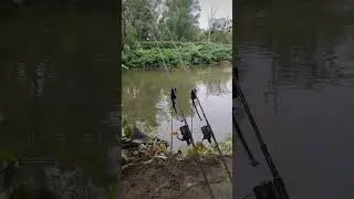river #wędkarstwo #karp #fishing