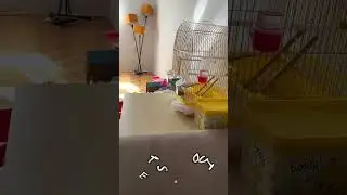 I CAUGHT ON CAMERA!!! My Parrot First Time Get Out Of The Cage #bird #parrot #short #shorts