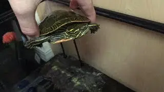UNBOXING MY NEW PAINTED TURTLE! :D yay Charlie has a friend:)