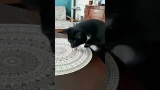 #cats т̠я̠ж̠е̠л̠о̠ы̠е̠ в̠р̠е̠м̠е̠н̠а̠