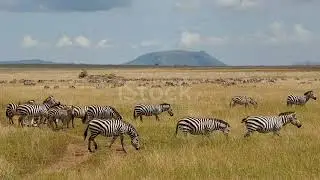 A Herd Of Common Zebras Galopping In Serengeti National Park Tanzania 4k Stock Video   Download Vide