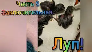 Перепела в кастрюле на батарее Часть 05
