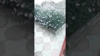 красавчики пушистые