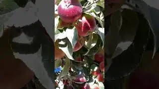 Apple 🍎